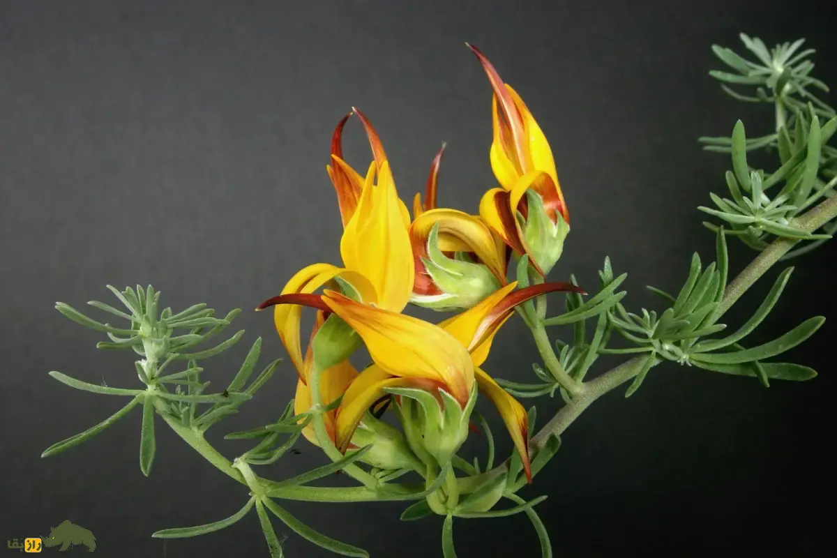 گل منقار طوطی؛ زیباترین و کمیابترین گل جهان با رنگهای آتشین و زنده که شبیه منقار پرنده است