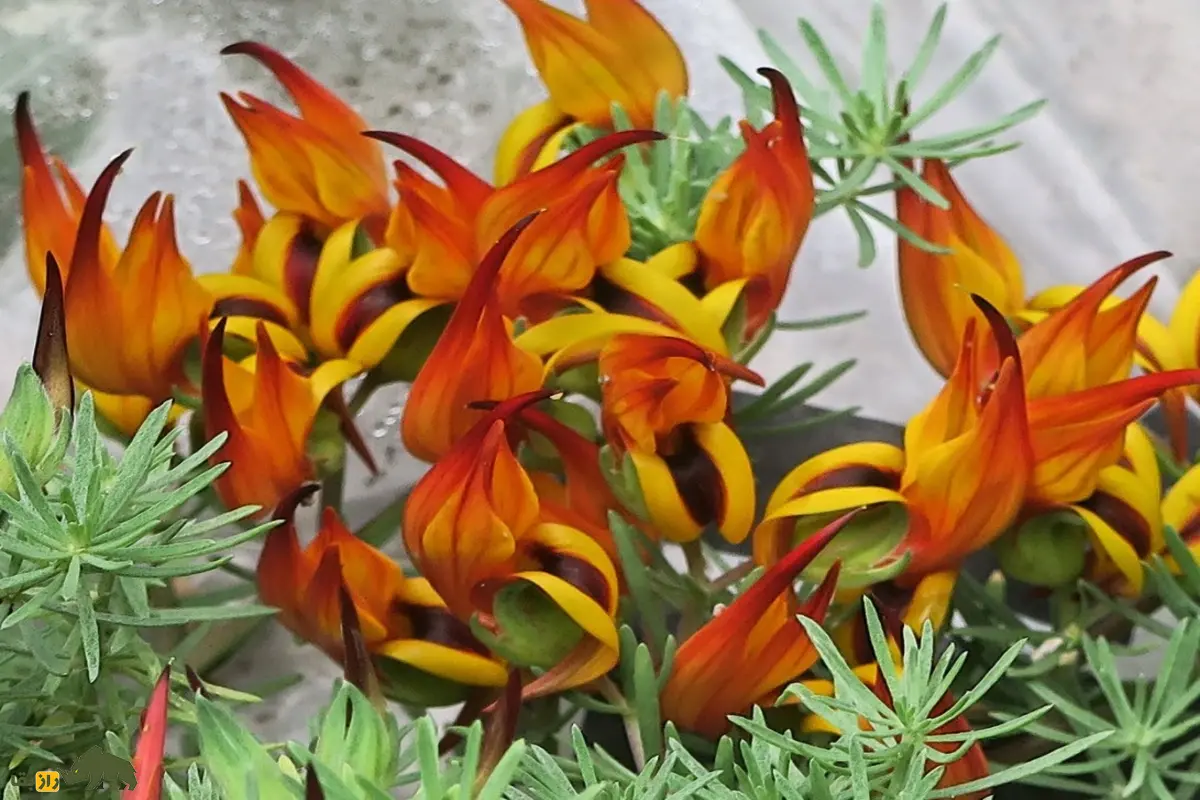 گل شفیلد یا منقار طوطی زیباترین و کمیابترین گل جهان با رنگهای آتشین و شکل منقار پرنده گل شفیلد یا منقار طوطی زیباترین و کمیابترین گل جهان با رنگهای آتشین و شکل منقار پرنده