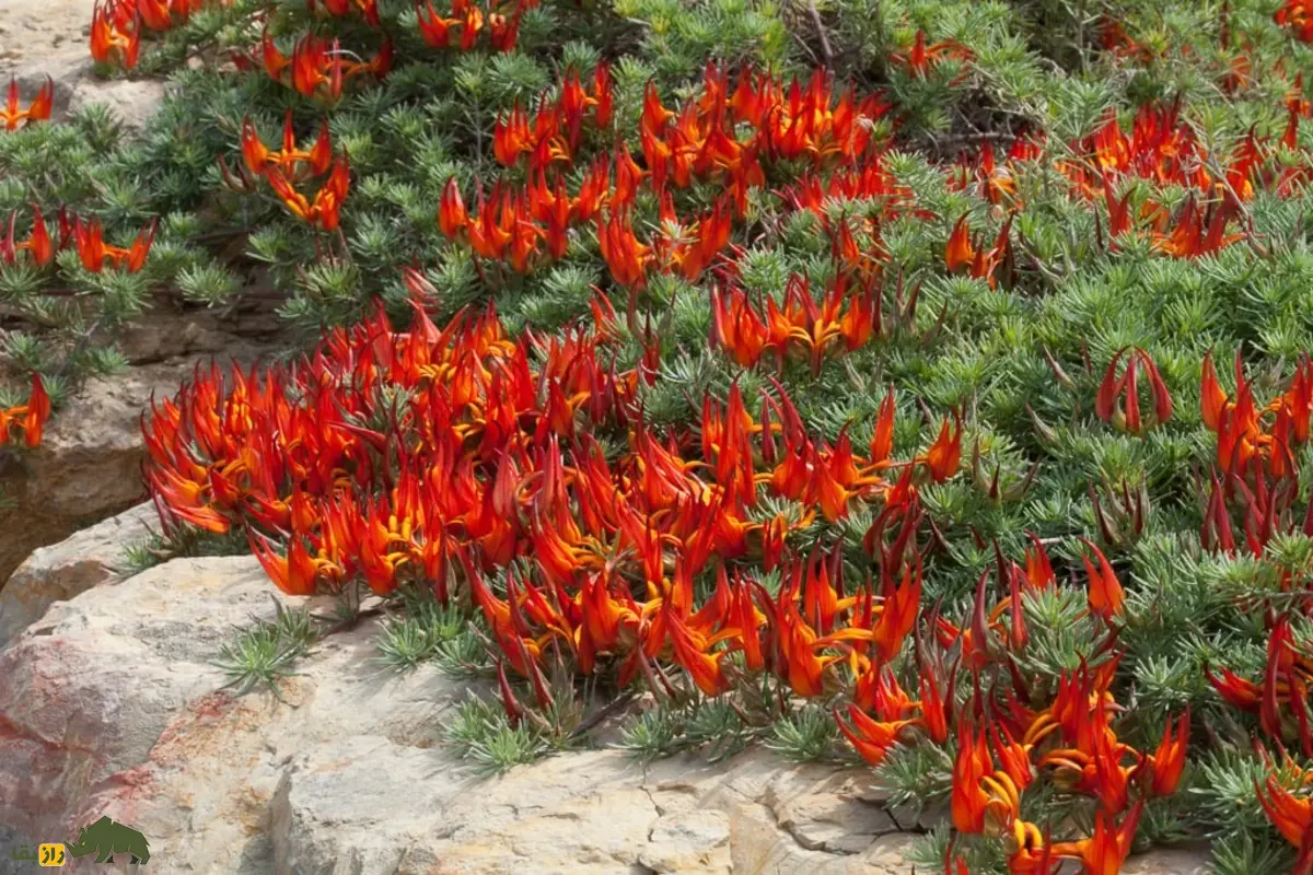 گل شفیلد یا منقار طوطی زیباترین و کمیابترین گل جهان با رنگهای آتشین و شکل منقار پرنده گل شفیلد یا منقار طوطی زیباترین و کمیابترین گل جهان با رنگهای آتشین و شکل منقار پرنده