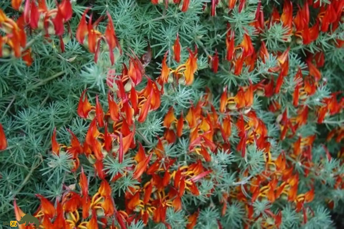 گل شفیلد یا منقار طوطی زیباترین و کمیابترین گل جهان با رنگهای آتشین و شکل منقار پرنده گل شفیلد یا منقار طوطی زیباترین و کمیابترین گل جهان با رنگهای آتشین و شکل منقار پرنده