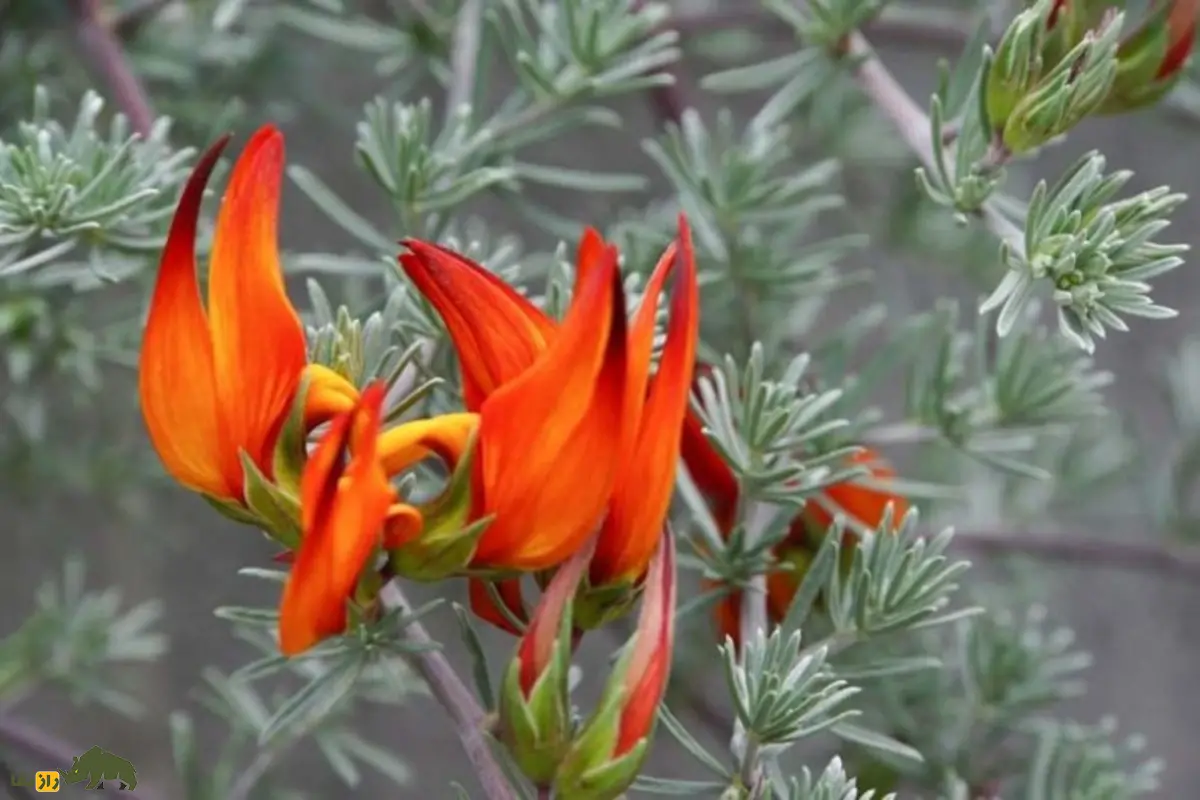 گل شفیلد یا منقار طوطی زیباترین و کمیابترین گل جهان با رنگهای آتشین و شکل منقار پرنده گل شفیلد یا منقار طوطی زیباترین و کمیابترین گل جهان با رنگهای آتشین و شکل منقار پرنده