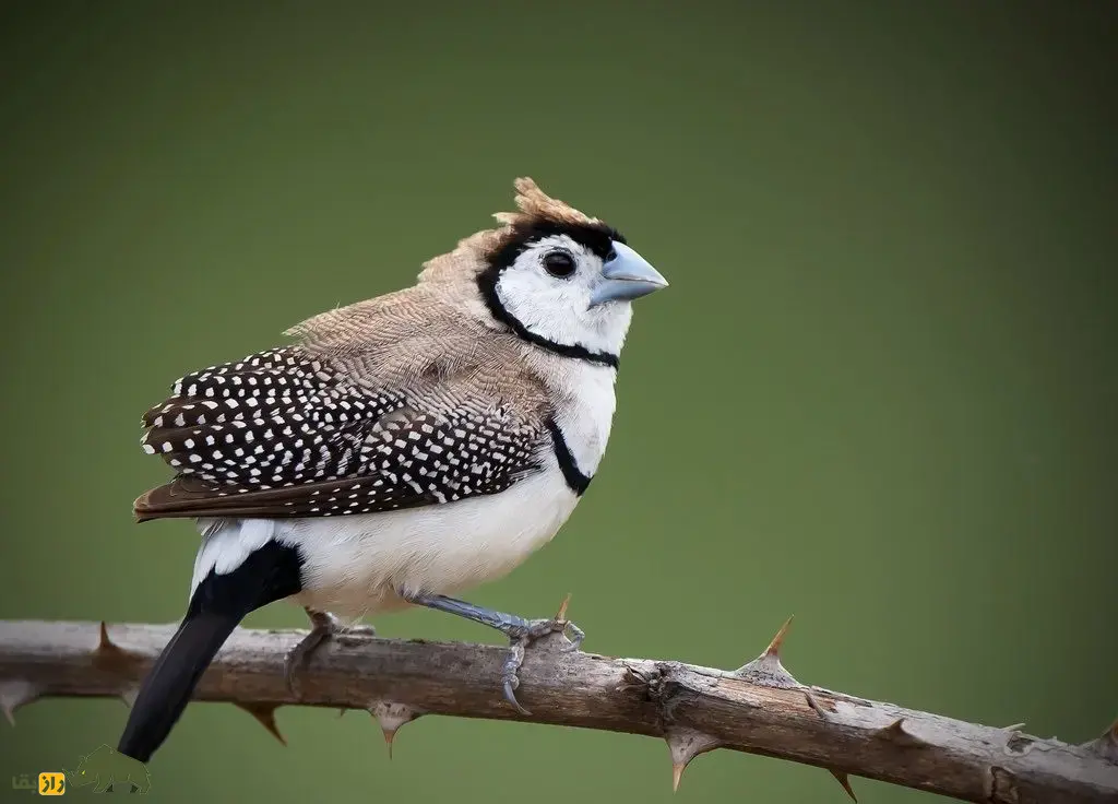 سهره دونواره؛ سهره خاص استرالیایی معروف به «سهره جغدی» که نقاب سیاه دارد و لانه دو محفظهای میسازد سهره دونواره