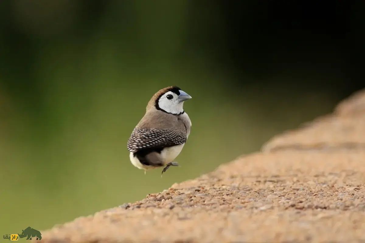 سهره دونواره؛ سهره خاص استرالیایی معروف به «سهره جغدی» که نقاب سیاه دارد و لانه دو محفظهای میسازد سهره دونواره