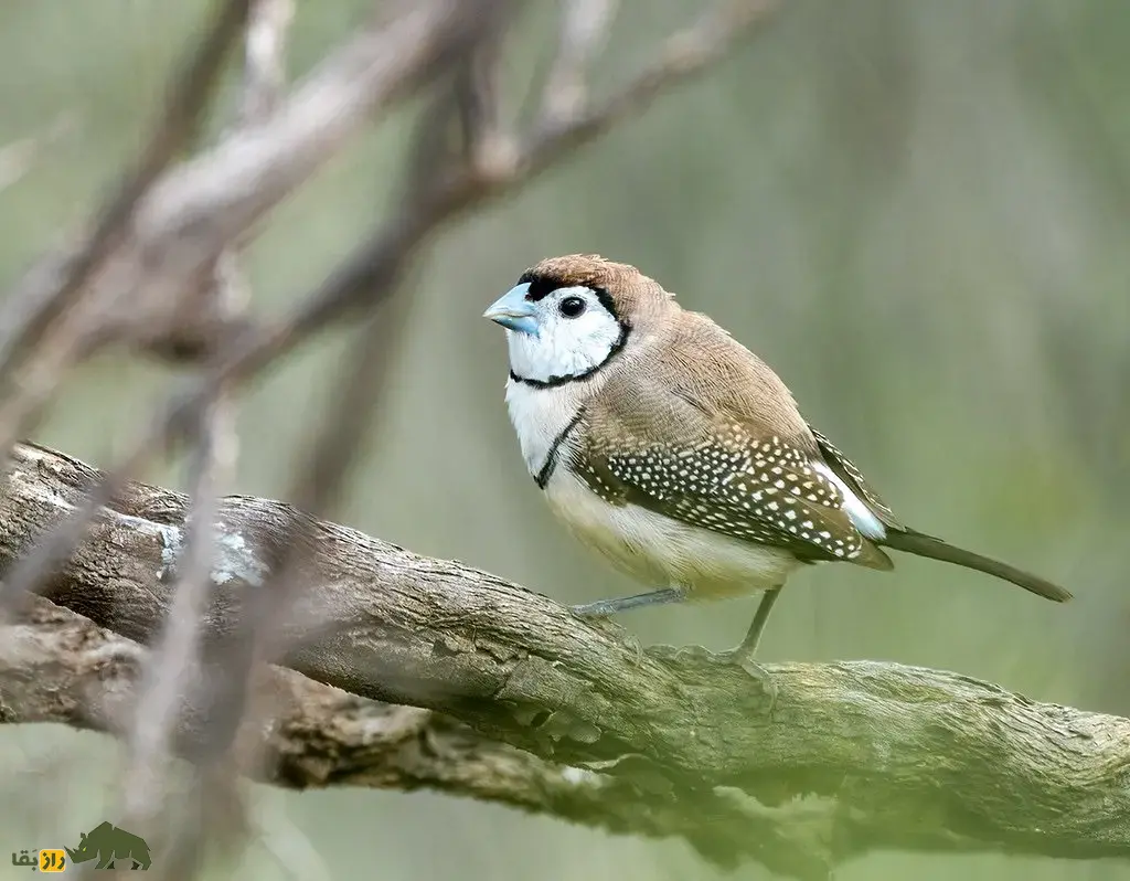 سهره دونواره؛ سهره خاص استرالیایی معروف به «سهره جغدی» که نقاب سیاه دارد و لانه دو محفظهای میسازد سهره دونواره