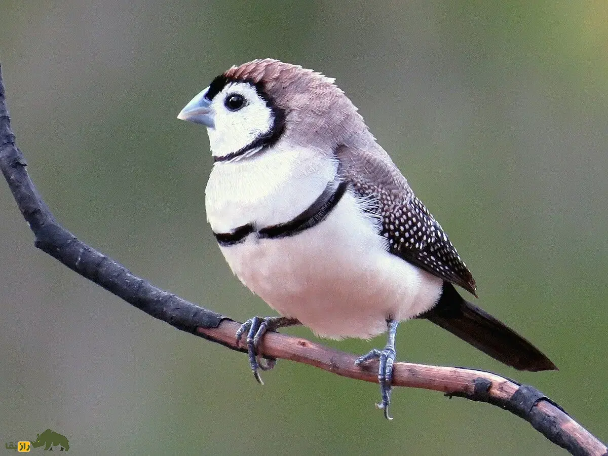 سهره دونواره؛ سهره خاص استرالیایی معروف به «سهره جغدی» که نقاب سیاه دارد و لانه دو محفظهای میسازد سهره دونواره