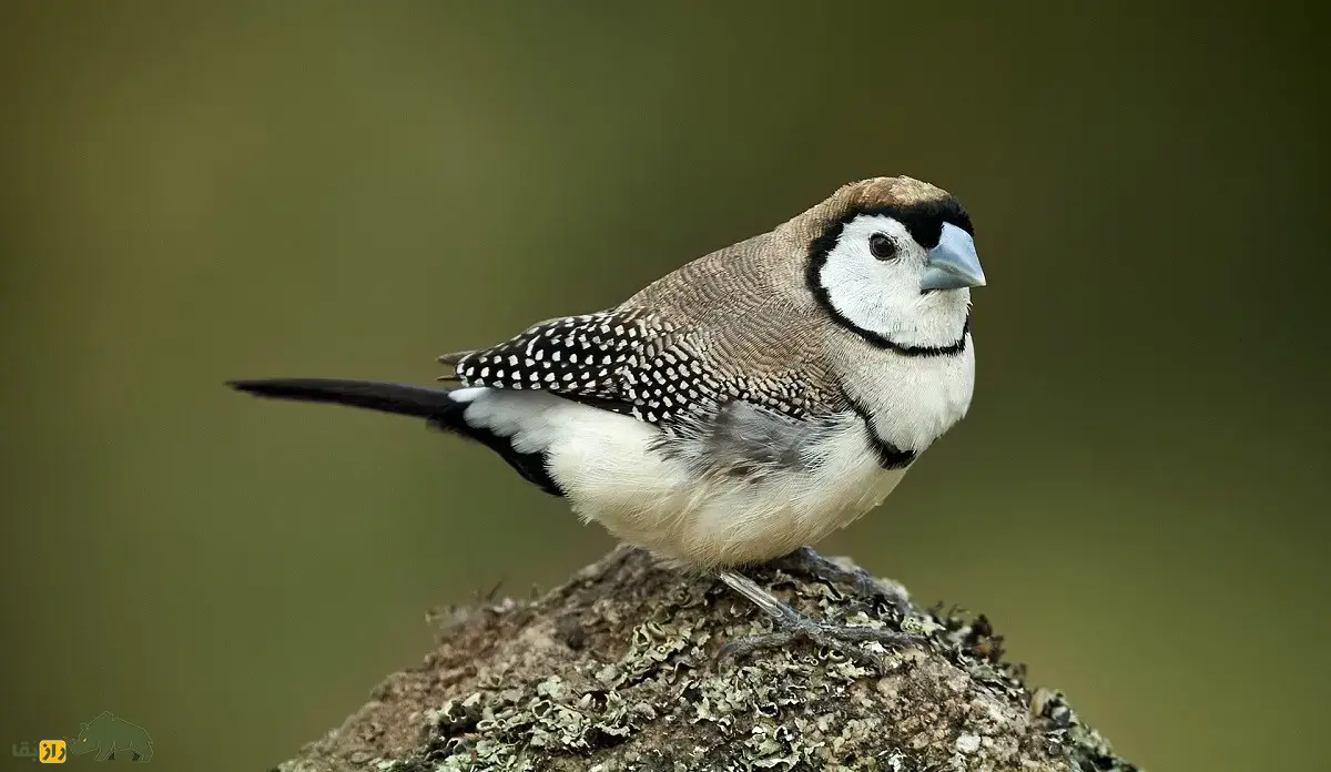 سهره دونواره؛ سهره خاص استرالیایی معروف به «سهره جغدی» که نقاب سیاه دارد و لانه دو محفظهای میسازد سهره دونواره