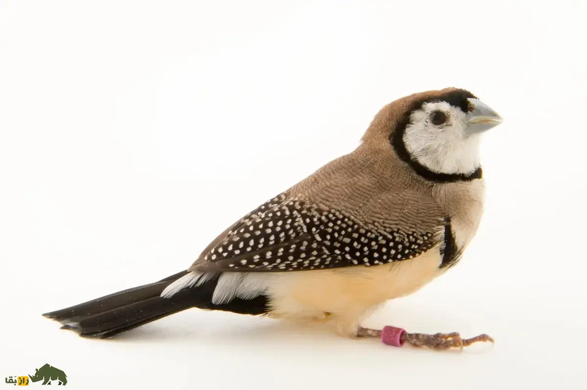 سهره دونواره؛ سهره خاص استرالیایی معروف به «سهره جغدی» که نقاب سیاه دارد و لانه دو محفظهای میسازد سهره دونواره