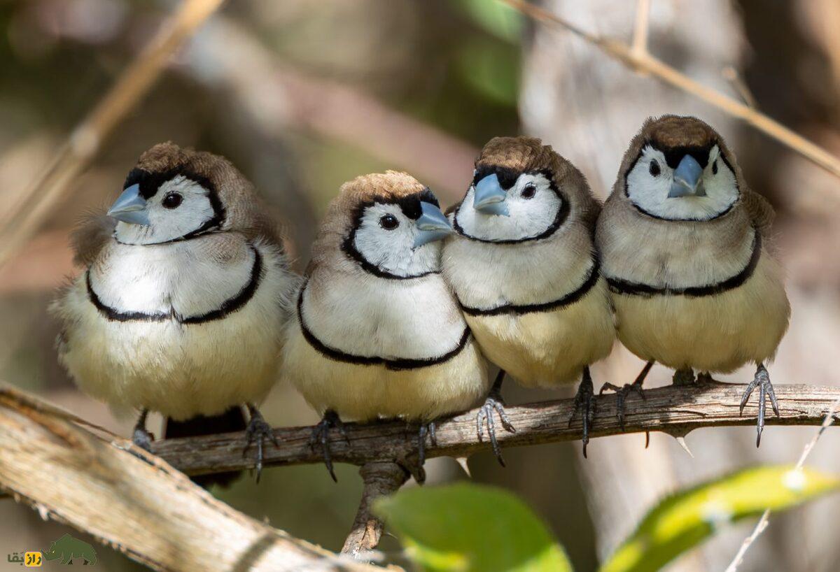 سهره دونواره؛ سهره خاص استرالیایی معروف به «سهره جغدی» که نقاب سیاه دارد و لانه دو محفظهای میسازد