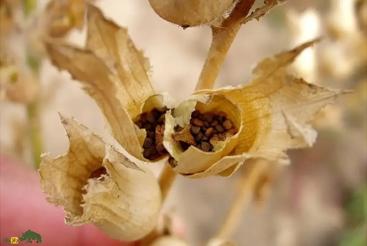 بذرالبنج یا بنگ‌دانه؛ گیاه محبوب فال‌گیران و جادوگران با خاصیتی شبیه تریاک که اسکندر با آن هخامنشیان را شکست داد