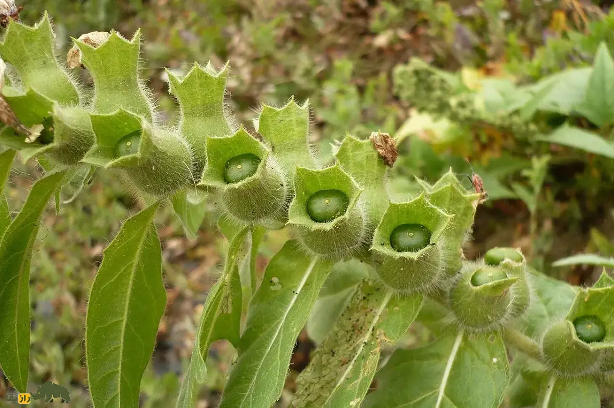 بذرالبنج یا بنگدانه؛ گیاهی نشئهآور که با آن ارواح مردگان احضار میشدند و اسکندر از طریق آن ایرانیان را نشئه کرد و شکست داد بذرالبنج یا بنگدانه