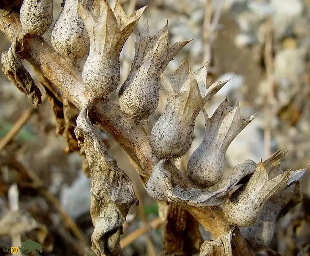 بذرالبنج یا بنگدانه؛ گیاهی نشئهآور که با آن ارواح مردگان احضار میشدند و اسکندر از طریق آن ایرانیان را نشئه کرد و شکست داد بذرالبنج یا بنگدانه