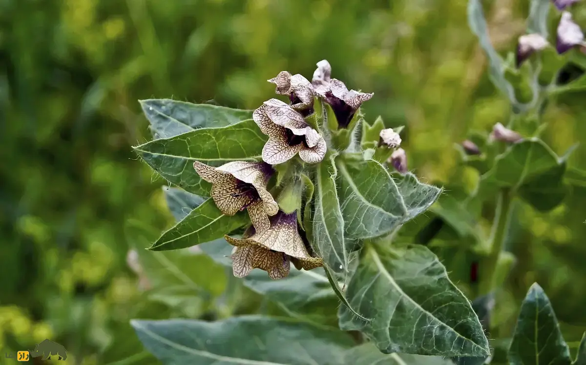 بذرالبنج یا بنگدانه؛ گیاهی نشئهآور که با آن ارواح مردگان احضار میشدند و اسکندر از طریق آن ایرانیان را نشئه کرد و شکست داد بذرالبنج یا بنگدانه