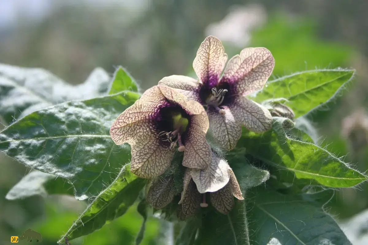 بذرالبنج یا بنگدانه؛ گیاهی نشئهآور که با آن ارواح مردگان احضار میشدند و اسکندر از طریق آن ایرانیان را نشئه کرد و شکست داد بذرالبنج یا بنگدانه