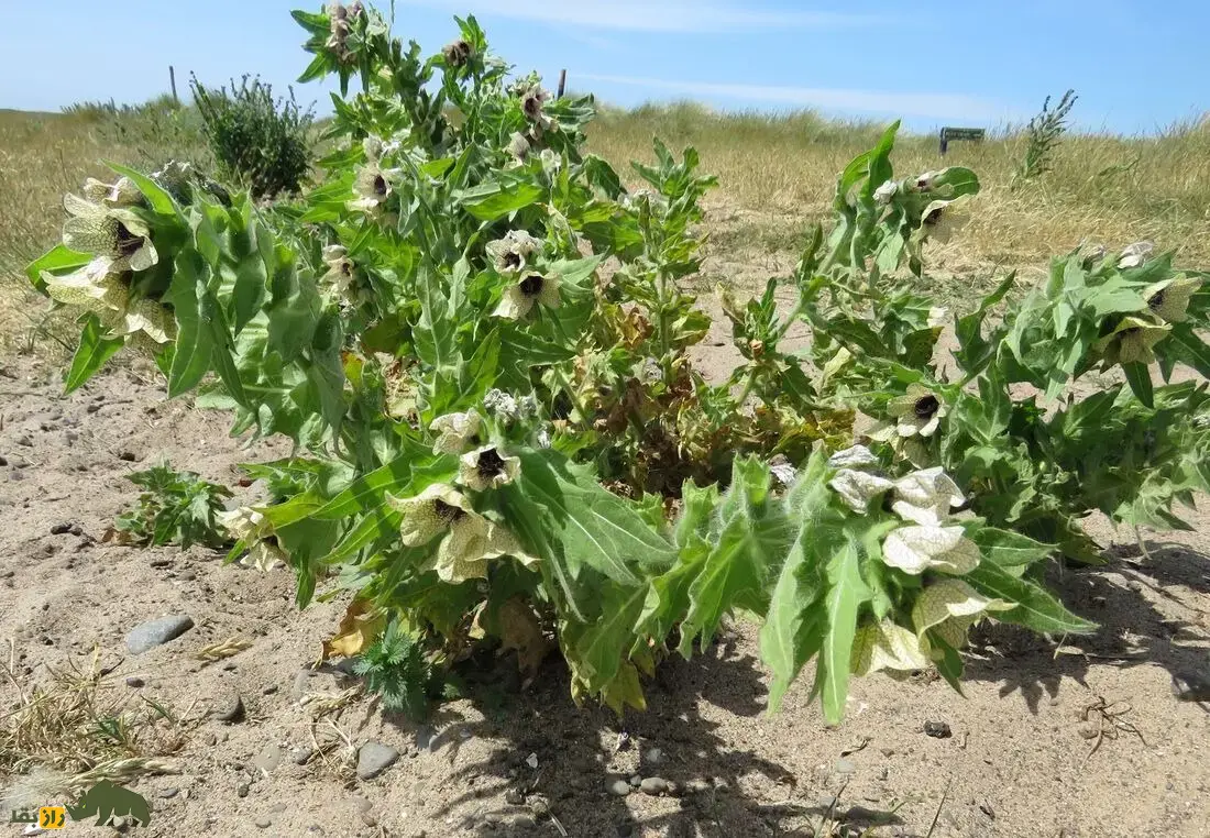 بذرالبنج یا بنگدانه؛ گیاهی نشئهآور که با آن ارواح مردگان احضار میشدند و اسکندر از طریق آن ایرانیان را نشئه کرد و شکست داد بذرالبنج یا بنگدانه