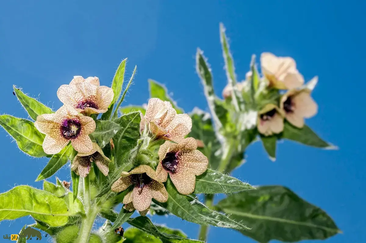 بذرالبنج یا بنگدانه؛ گیاهی نشئهآور که با آن ارواح مردگان احضار میشدند و اسکندر از طریق آن ایرانیان را نشئه کرد و شکست داد بذرالبنج یا بنگدانه