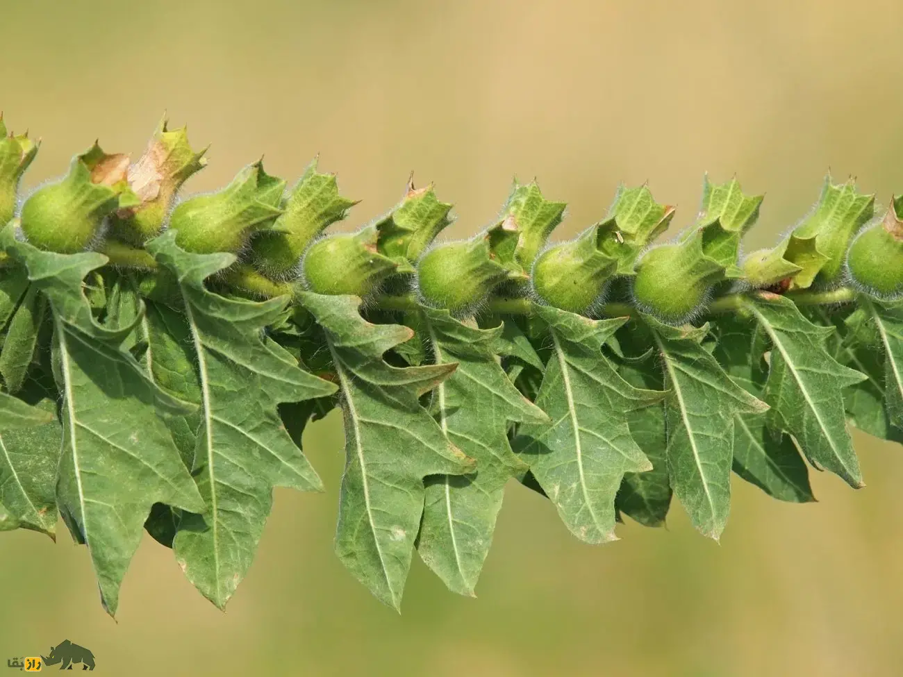 بذرالبنج یا بنگدانه؛ گیاهی نشئهآور که با آن ارواح مردگان احضار میشدند و اسکندر از طریق آن ایرانیان را نشئه کرد و شکست داد بذرالبنج یا بنگدانه