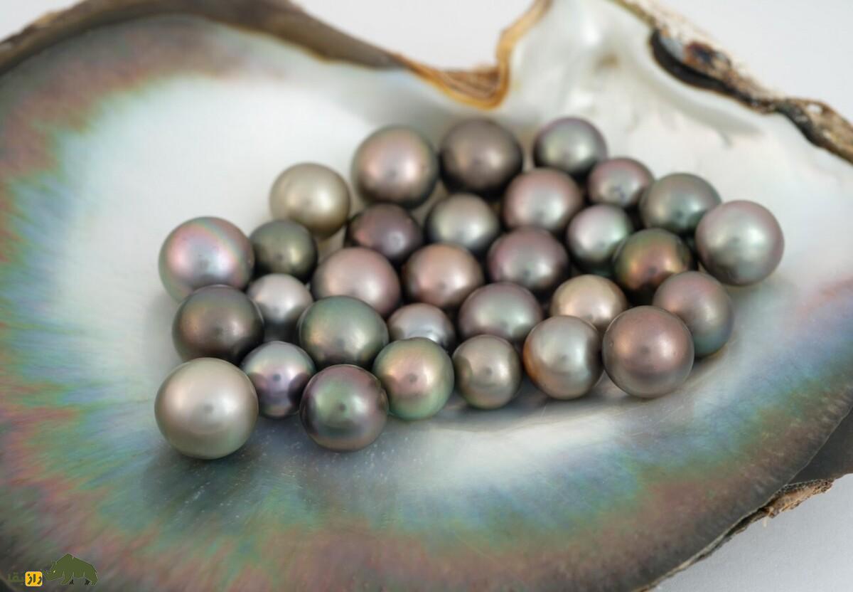 مروارید سیاه؛ گوهری کمیاب که در دل «صدف لب سیاه» تولید می‌شود و چند میلیون دلار قیمت دارد