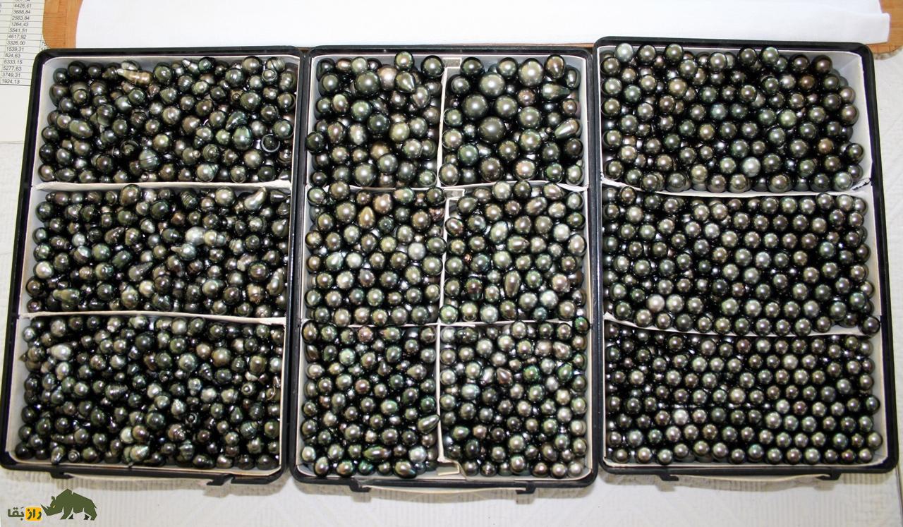 مروارید سیاه تاهیتی