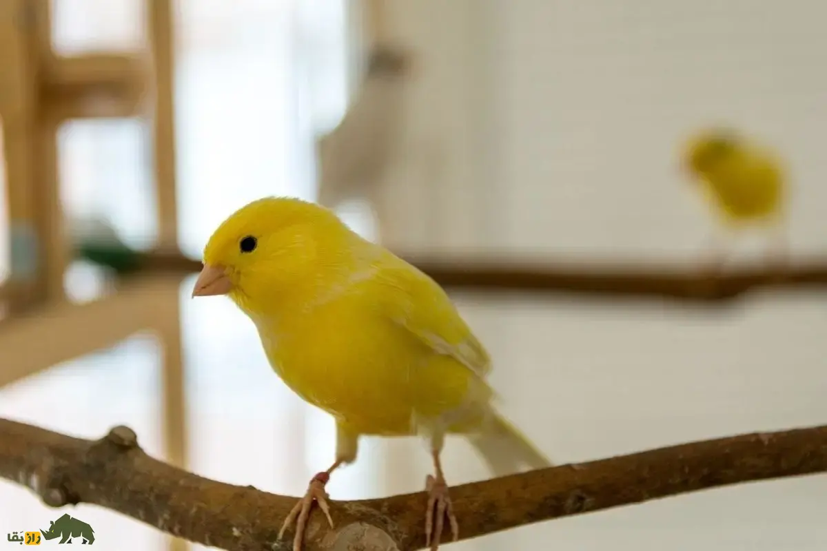 قناری خواننده آمریکایی؛ قناری آمریکایی معروف به «ستاره آواز» که صدایش بسیار ترکیبی و متنوع است و آموزش آواز میبیند قناری خواننده آمریکایی