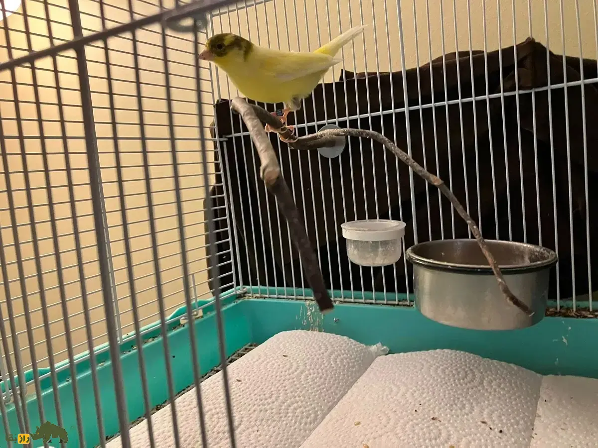 قناری خواننده آمریکایی؛ قناری آمریکایی معروف به «ستاره آواز» که صدایش بسیار ترکیبی و متنوع است و آموزش آواز میبیند قناری خواننده آمریکایی