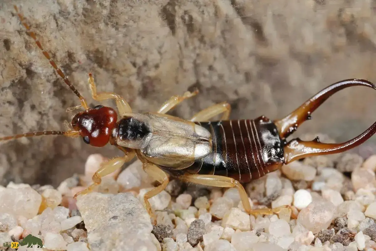 گوش‌خیزَک؛ حشره‌ کوچک با شهرتی بزرگ که روی بدنش قیچی دارد و می‌گفتند وارد گوش انسان می‌شوند!