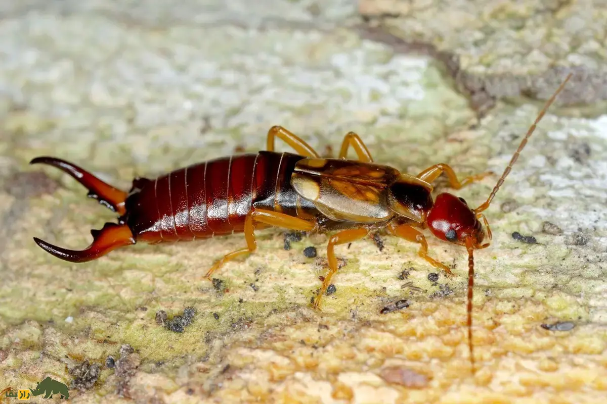 گوشخیزَک؛ حشرهای کوچک با شهرتی بزرگ همراه با زائده قیچیمانند روی بدنش که معروفترین غریزه مادری را در بین حشرات دارد گوشخیزَک