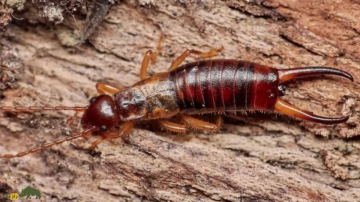 گوشخیزَک؛ حشرهای کوچک با شهرتی بزرگ همراه با زائده قیچیمانند روی بدنش که معروفترین غریزه مادری را در بین حشرات دارد گوشخیزَک