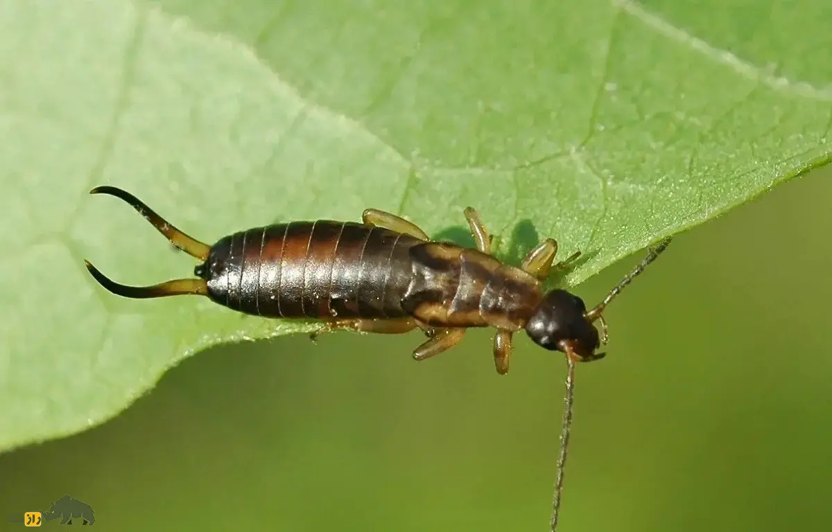 گوشخیزَک؛ حشرهای کوچک با شهرتی بزرگ همراه با زائده قیچیمانند روی بدنش که معروفترین غریزه مادری را در بین حشرات دارد گوشخیزَک