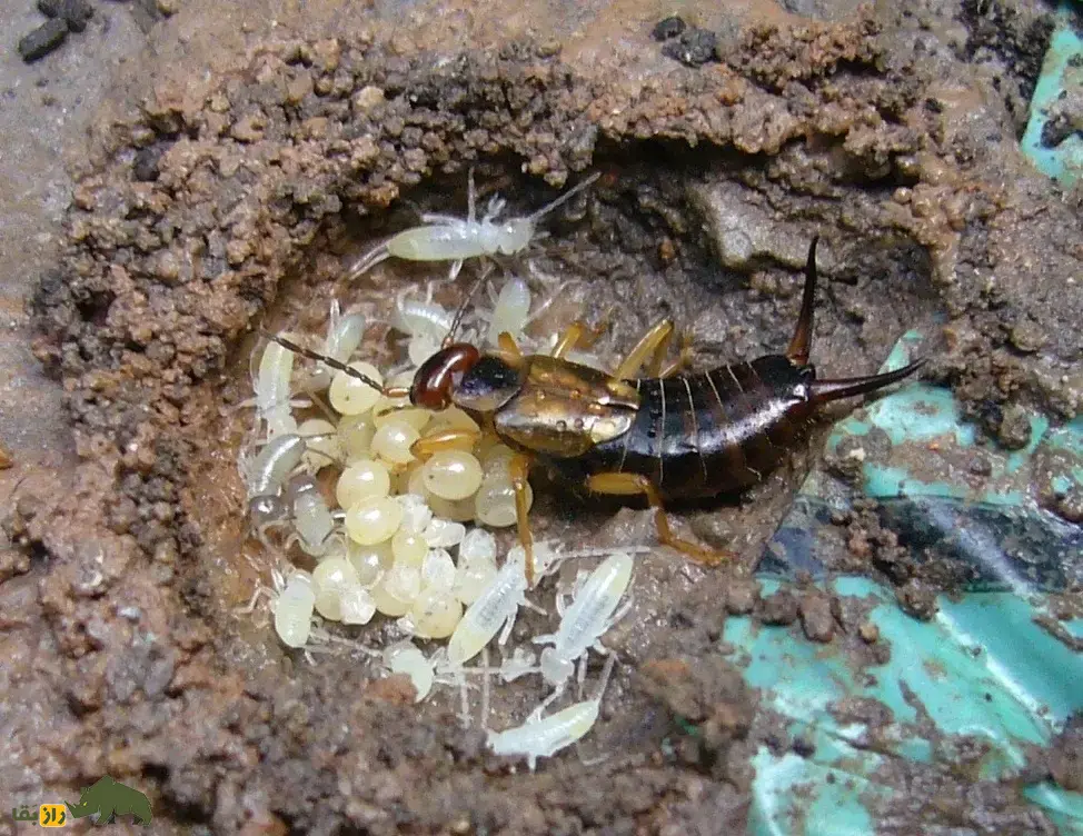 گوشخیزَک؛ حشرهای کوچک با شهرتی بزرگ همراه با زائده قیچیمانند روی بدنش که معروفترین غریزه مادری را در بین حشرات دارد گوشخیزَک