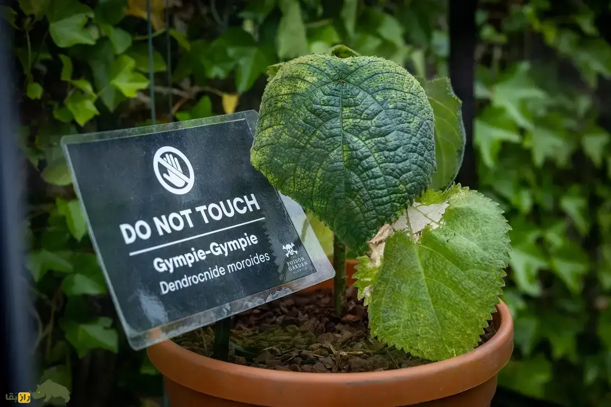 گیاه خودکشی؛ خواهرِ گیاه گزنه که انسان را نیش می‌زند و می‌تواند دردی طولانی‌ و طاقت‌فرسا در انسان ایجاد کند