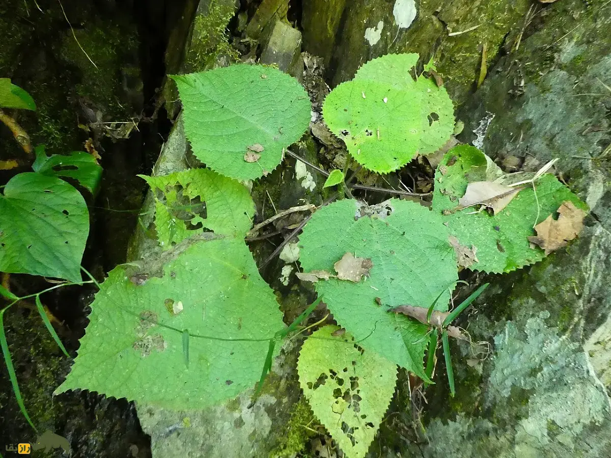 گیاه خودکشی