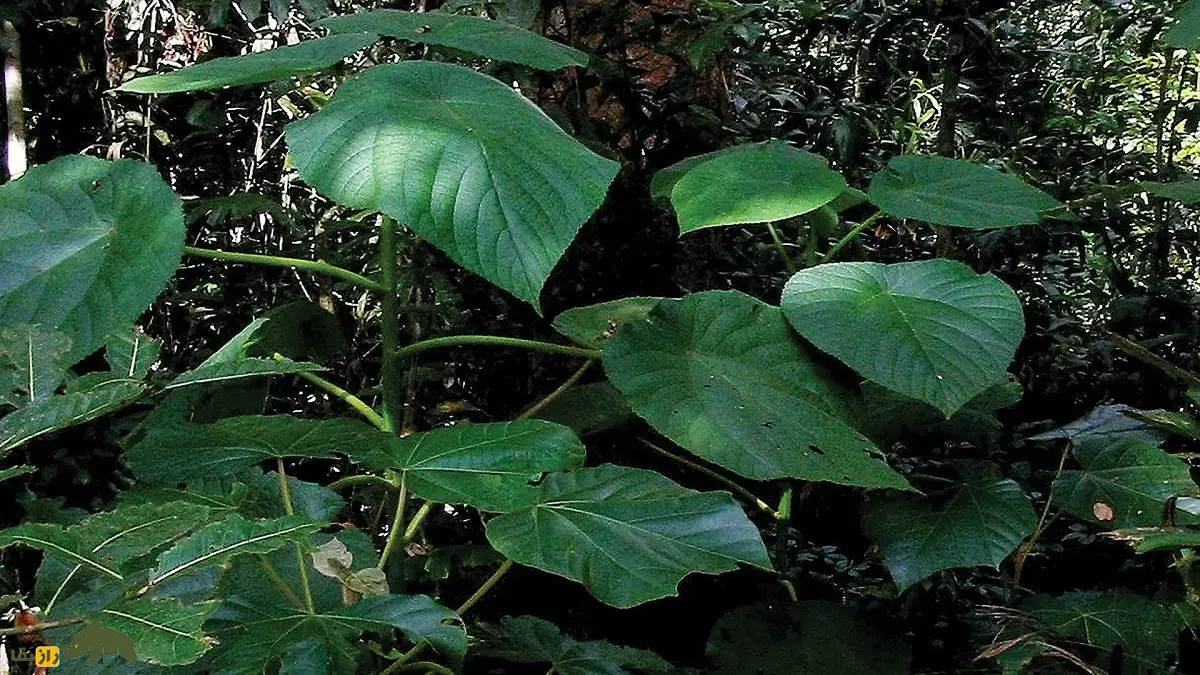 گیاه خودکشی