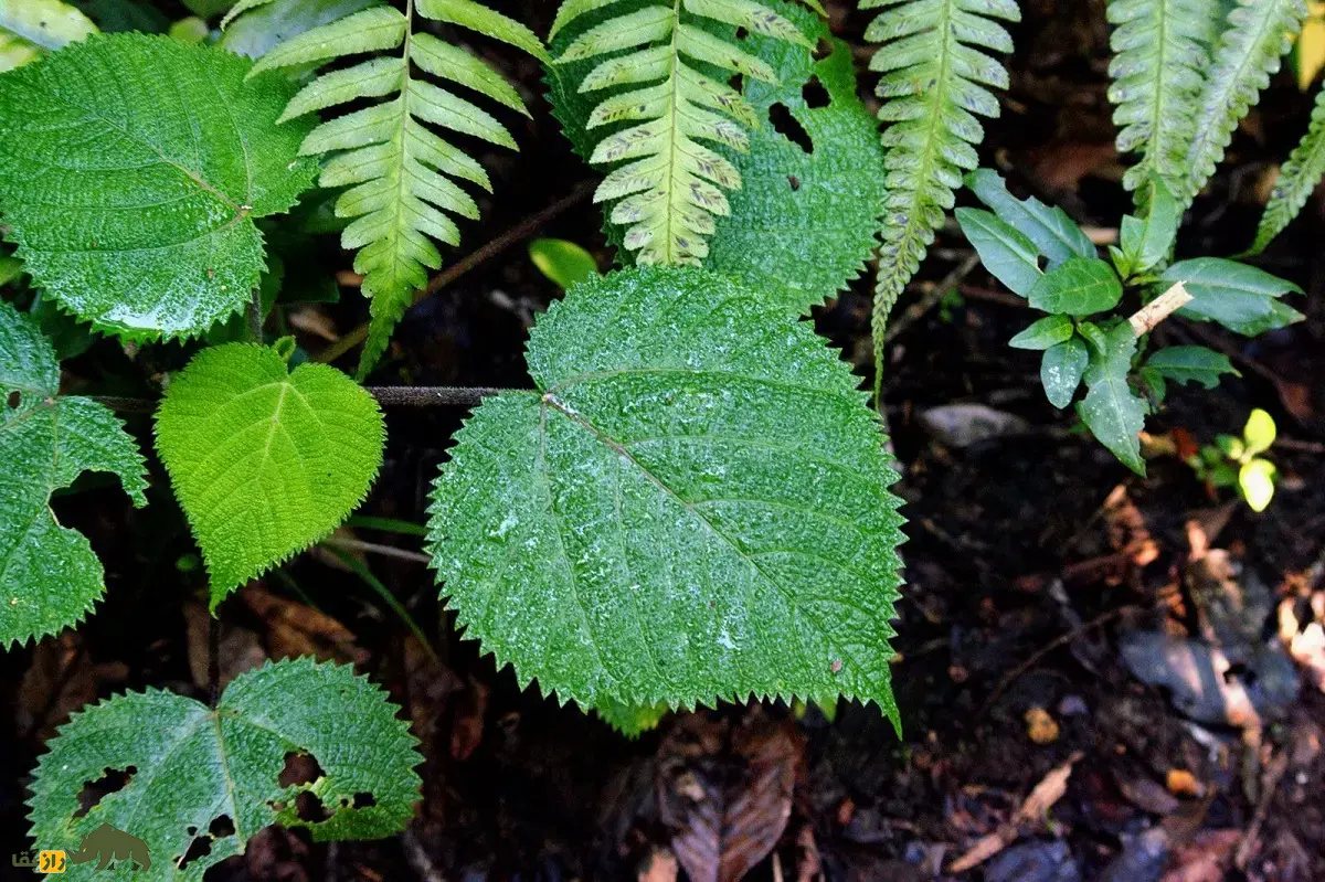 گیاه خودکشی