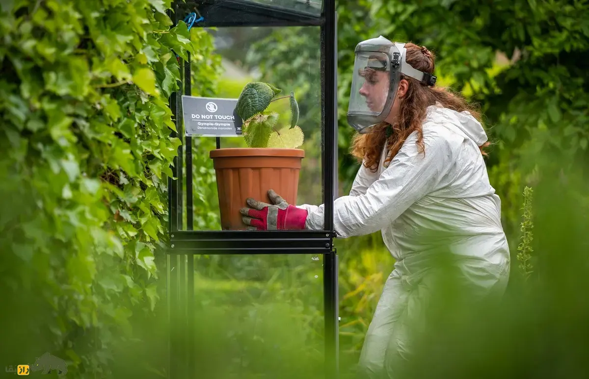 گیاه خودکشی