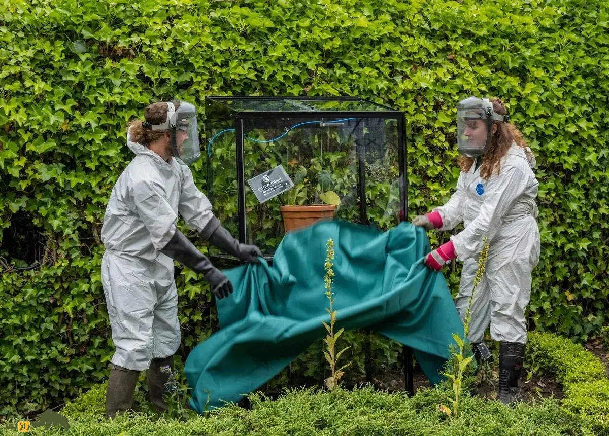 گیاه خودکشی