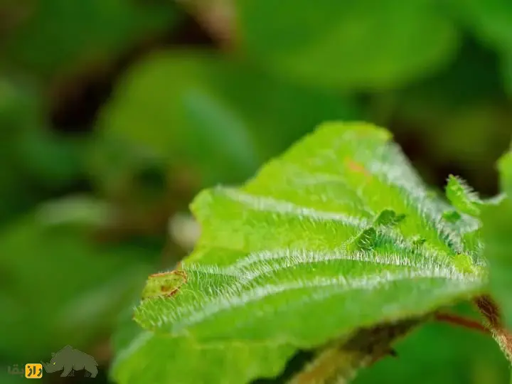 گیاه خودکشی