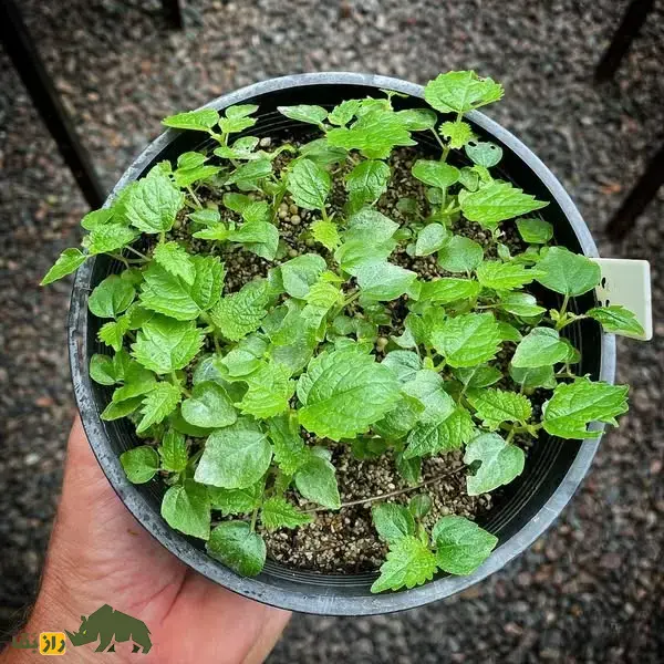 گیاه خودکشی