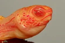 لاک‌پشت جنگلی آلبینو؛ لاک‌پشتی ترسناک که بیماری نادری دارد و شبیه یک اژد‌های آتشین است