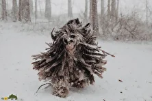 سگ برگاماسکو شپرد؛ سگ ایتالیایی با پشم بافته شده و هوش بینظیر که شبیه تی گردگیریست و استعداد بالایی در چوپانی دارد!