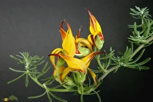 گل منقار طوطی؛ زیباترین و کمیاب‌ترین گل جهان با رنگ‌های آتشین و زنده که شبیه منقار پرنده است