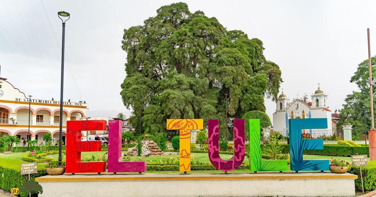 درخت توله؛ تنومندترین درخت دنیا معروف به «پیرمرد آب» با ۳۰۰۰ سال سن که دور تنه‌اش اندازه یک زمین بسکتبال است