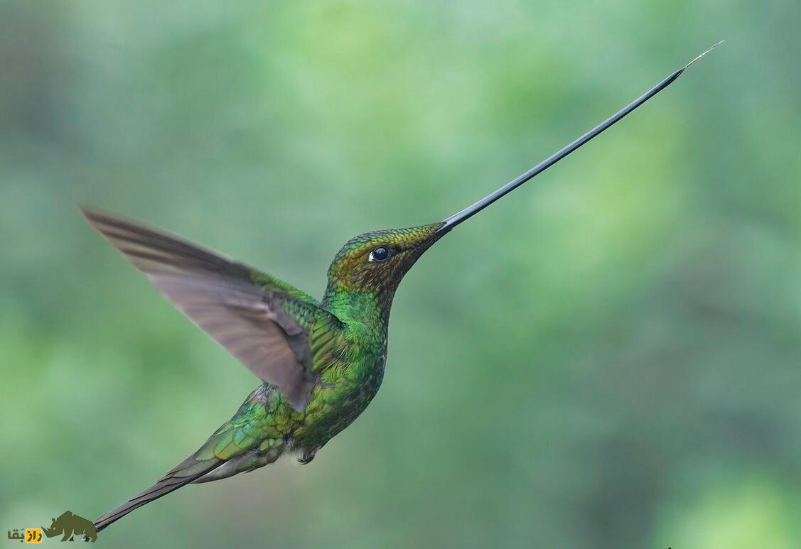 مرغ مگس‌ نوک‌شمشیری؛ پرنده‌ای که نوکش از بدنش بلندتر است و پرهایش را با پاهایش مرتب می‌کند