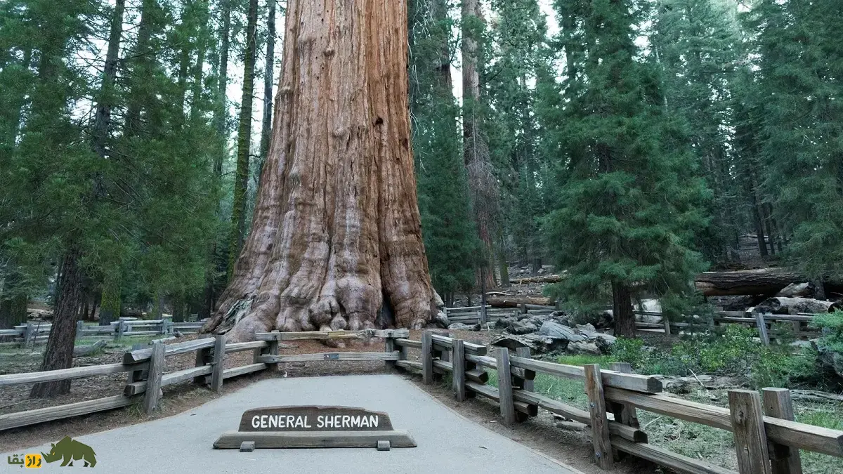 درخت ژنرال شرمن: حجیمترین درخت دنیا معروف به «غول طبیعت» که بعد از ۲۷۰۰ سال همچنان هر سال به اندازه یک درخت کامل رشد میکند درخت ژنرال شرمن