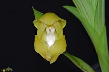 ارکیده نوزاد قنداقی؛ نادرترین ارکیده دنیا با رایحه خاکی و شیرین که شبیه نوزاد پیچیده در قنداق است