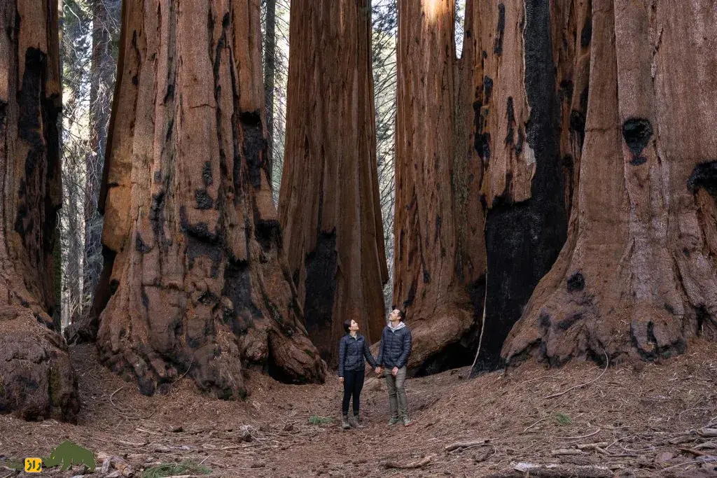 درخت ژنرال شرمن؛ بزرگترین موجود زنده روی زمین که زمان هخامنشیان را دیده و قطر آن به اندازه یک زمین والیبال است درخت ژنرال شرمن