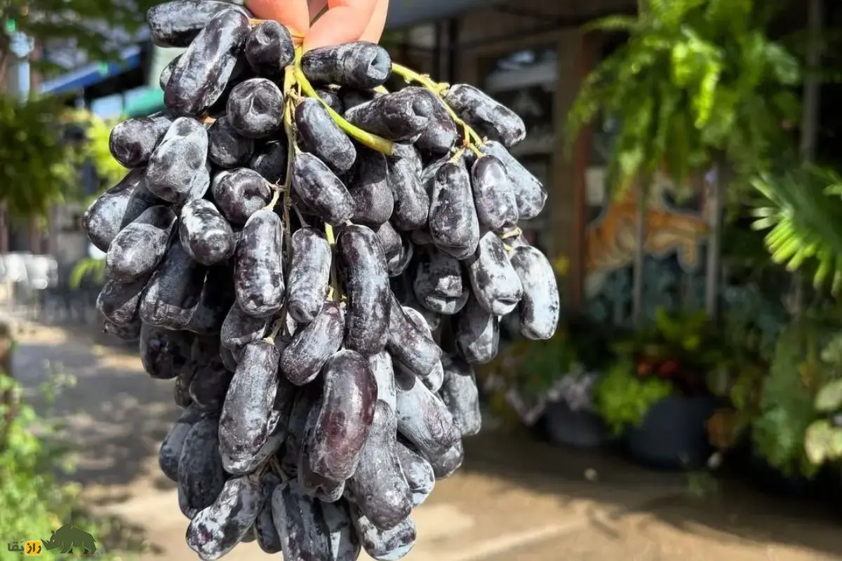 انگور «انگشت جادوگر»