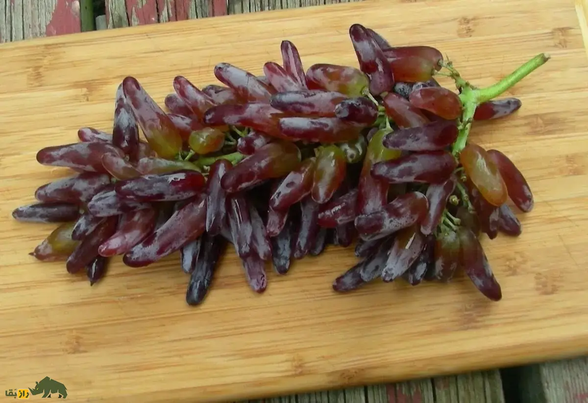 انگور «انگشت جادوگر»