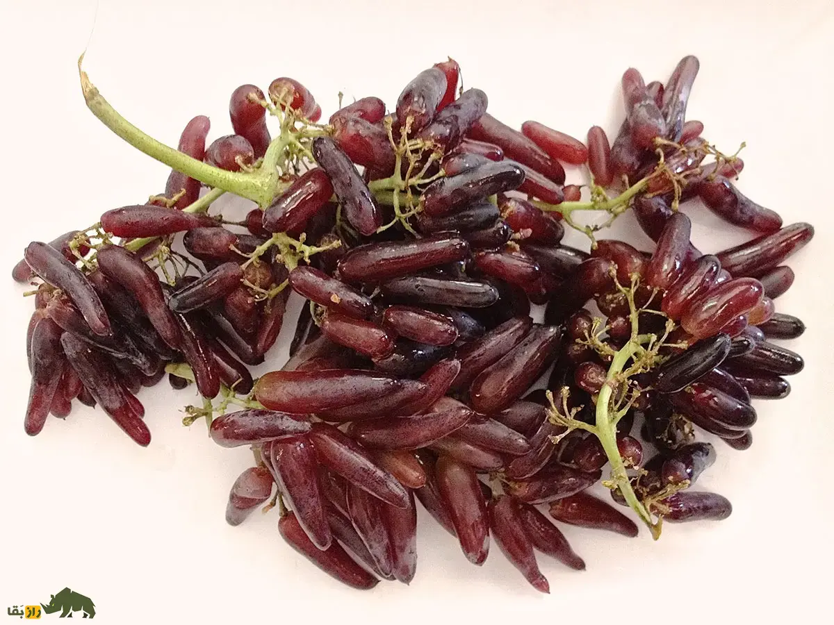 انگور «انگشت جادوگر»