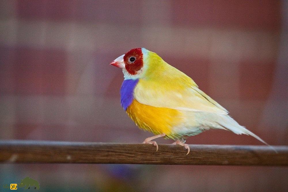 سهره رنگین‌کمانی