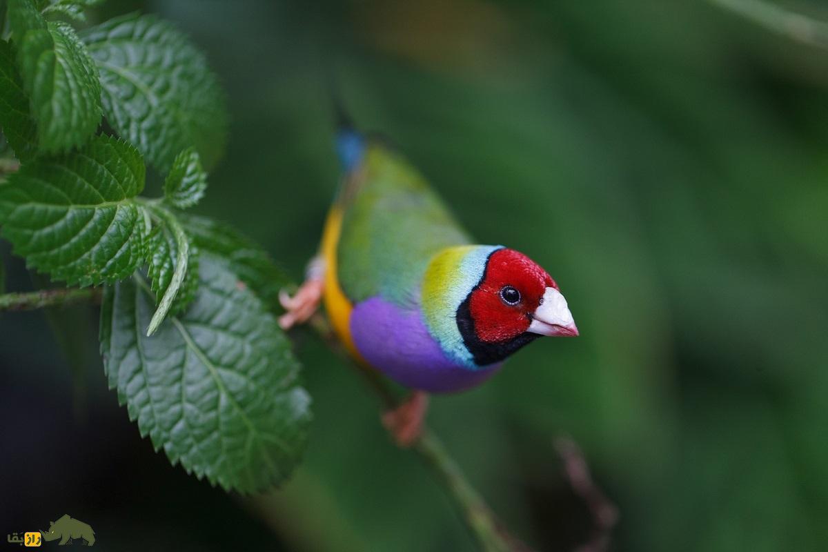 سهره رنگین‌کمانی